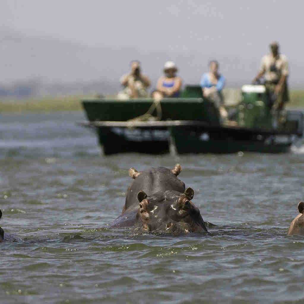 exploring zimbabwe's famous zambezi, hippos
