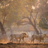 the best of the falls, hwange and mana, lions