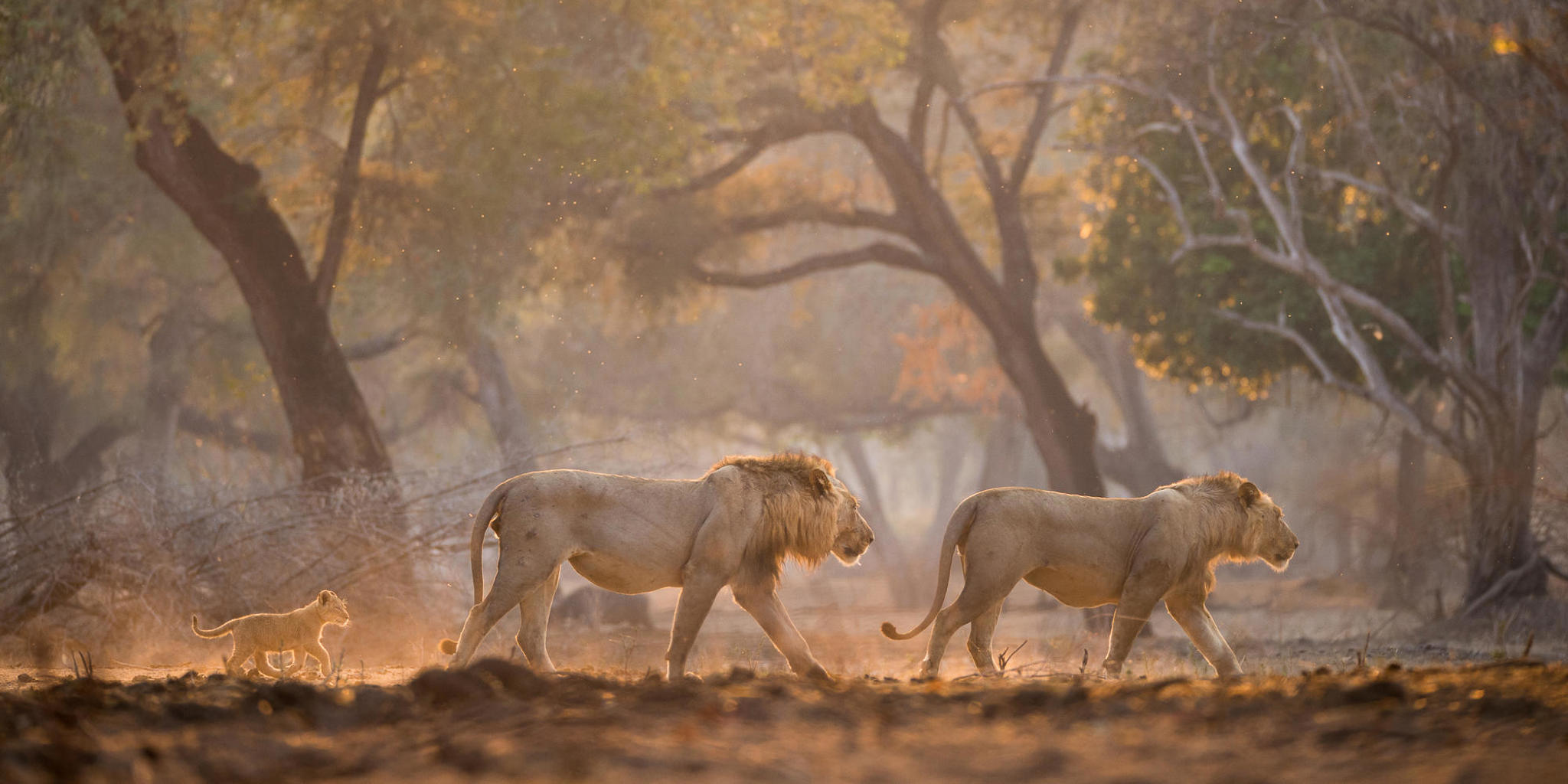 the best of the falls, hwange and mana, lions