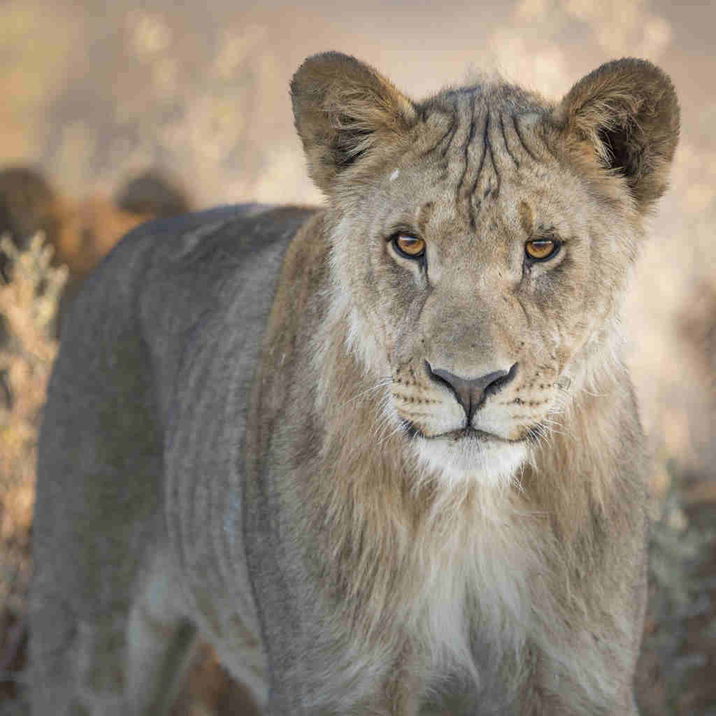 lion, etosha national park, africas oldest deserts