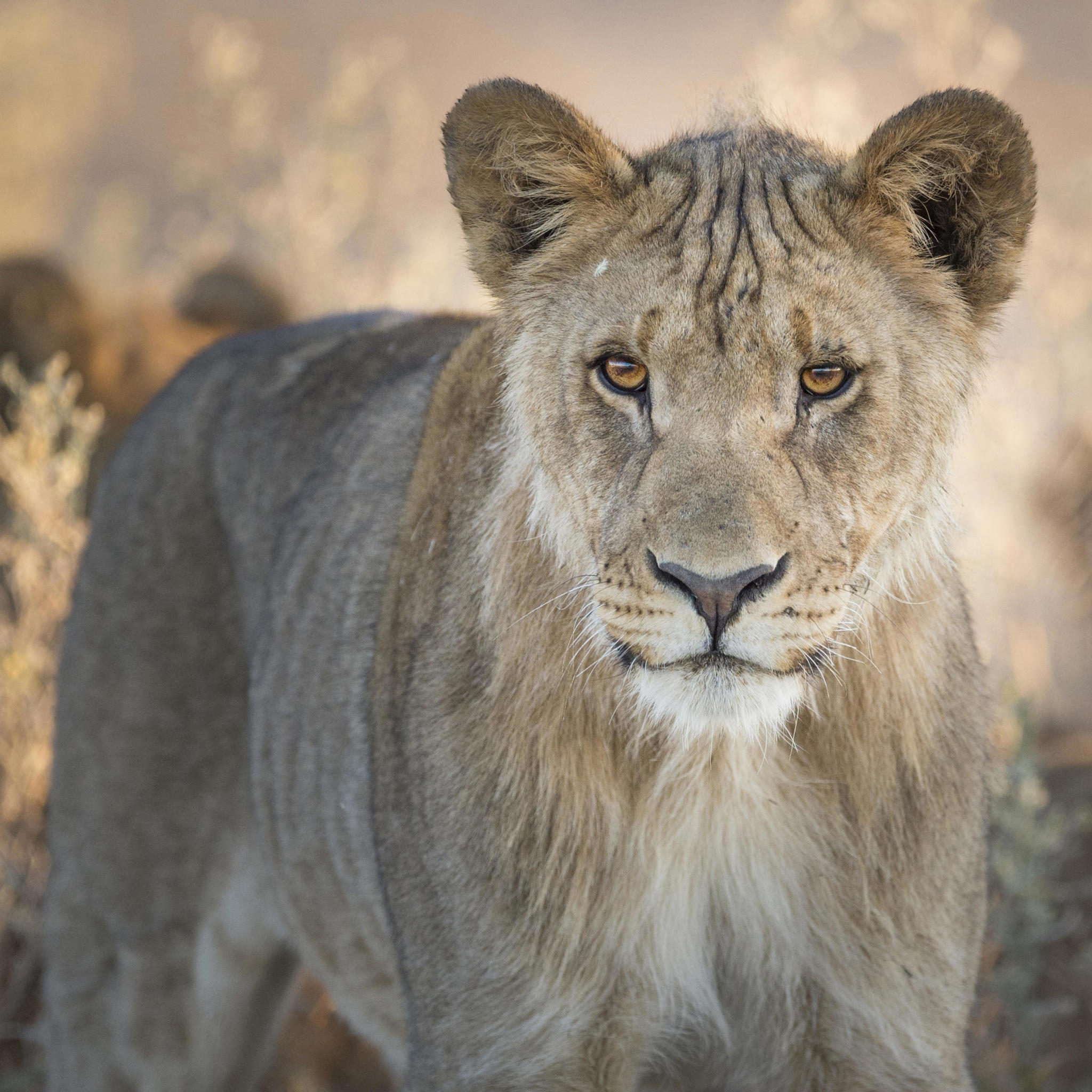 lion, etosha national park, africas oldest deserts