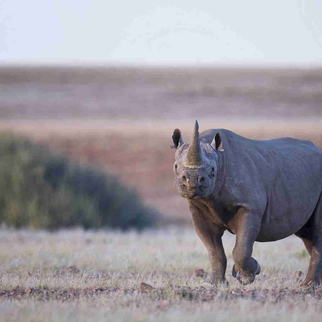 rhino, Wilderness Desert Rhino Camp, africas oldest deserts