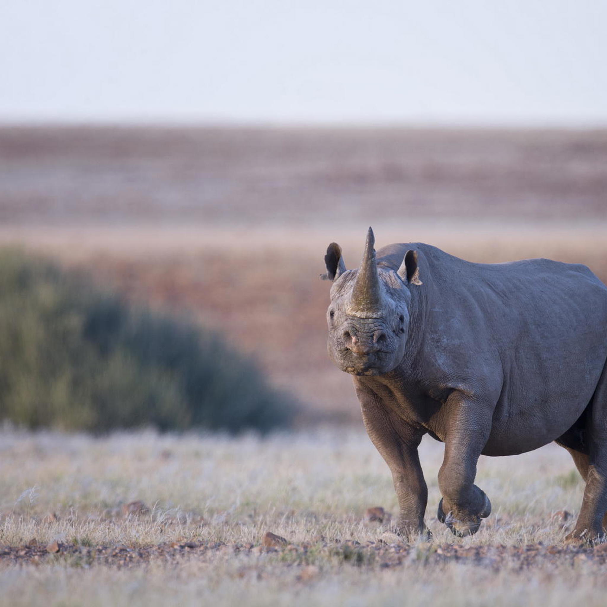 Africa's Oldest Deserts 