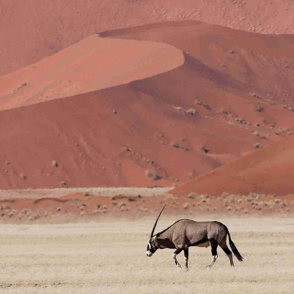 kulala desert lodge, africas oldest deserts