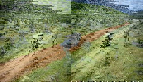 namibias known highlights, Ongava Lodge, game drive