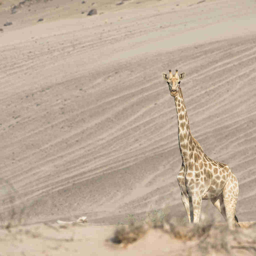 giraffe, hoanib skeleton coast camp, namibias best kept secrets