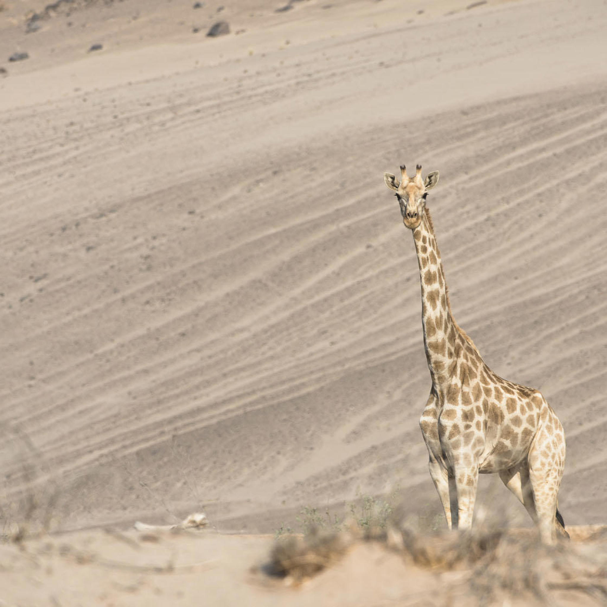 giraffe, hoanib skeleton coast camp, namibias best kept secrets