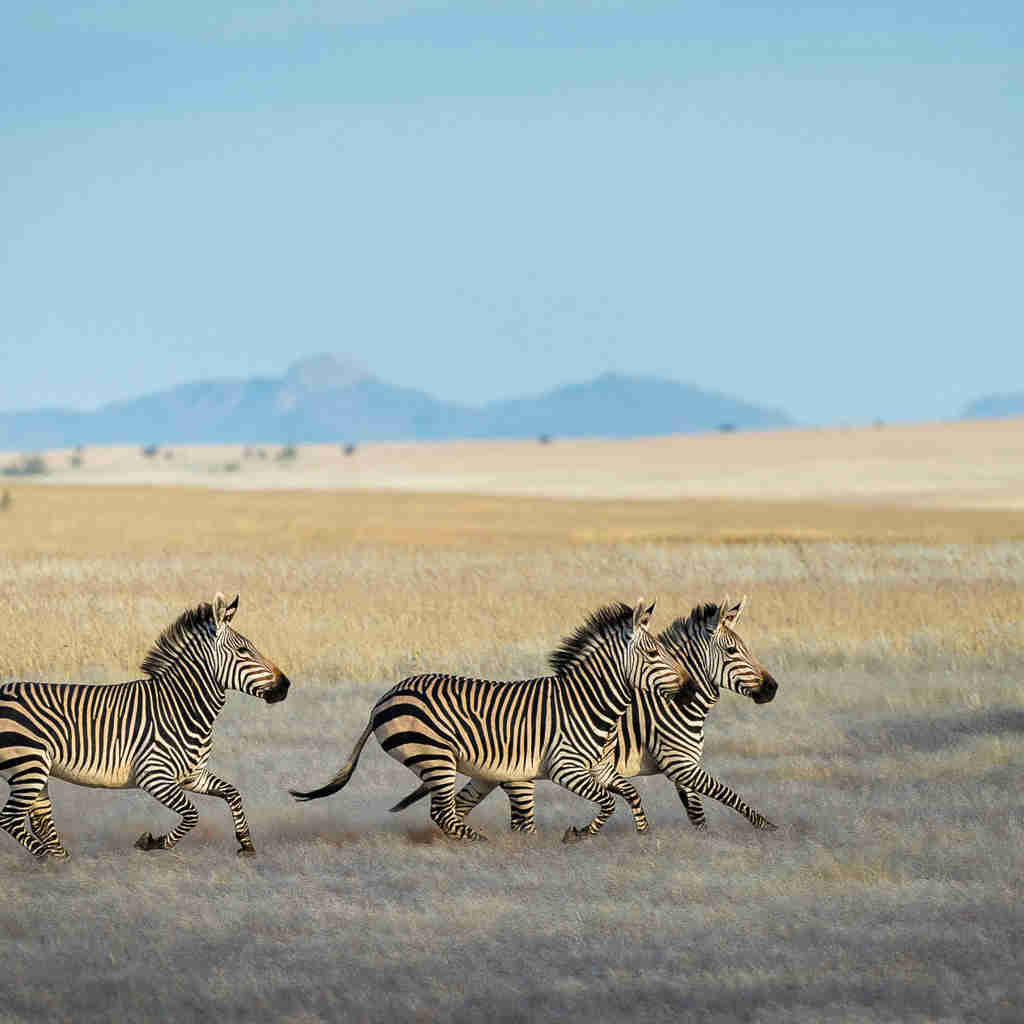 Wilderness Serra Cafema, zebras, namibias best kept secrets