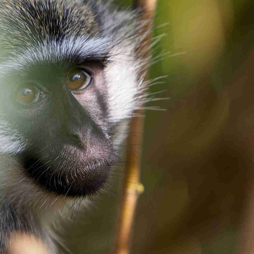 monkey, murchison falls, from the source of the Nile to the mountain gorillas