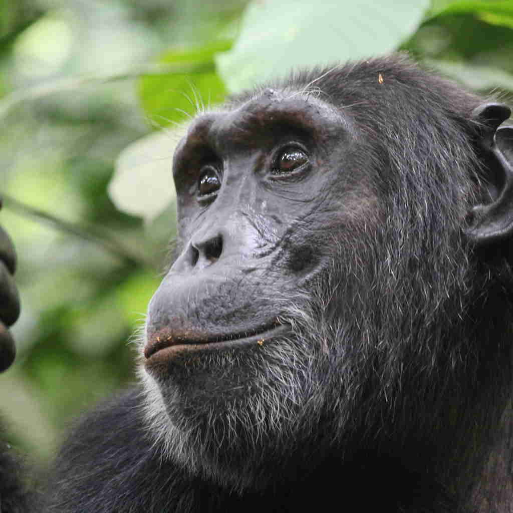 chimp, kibale national park, the complete uganda safari