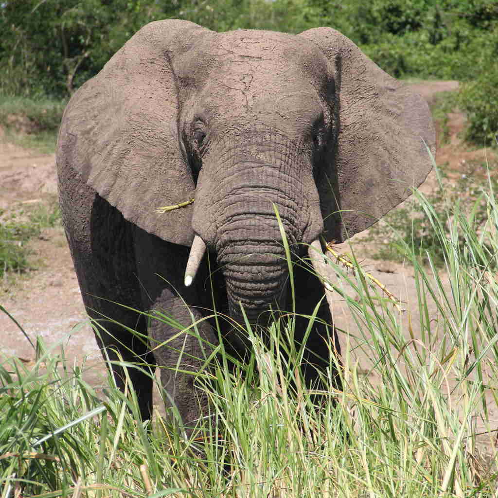 elephant, ishasha wilderness camp, the complete uganda experience