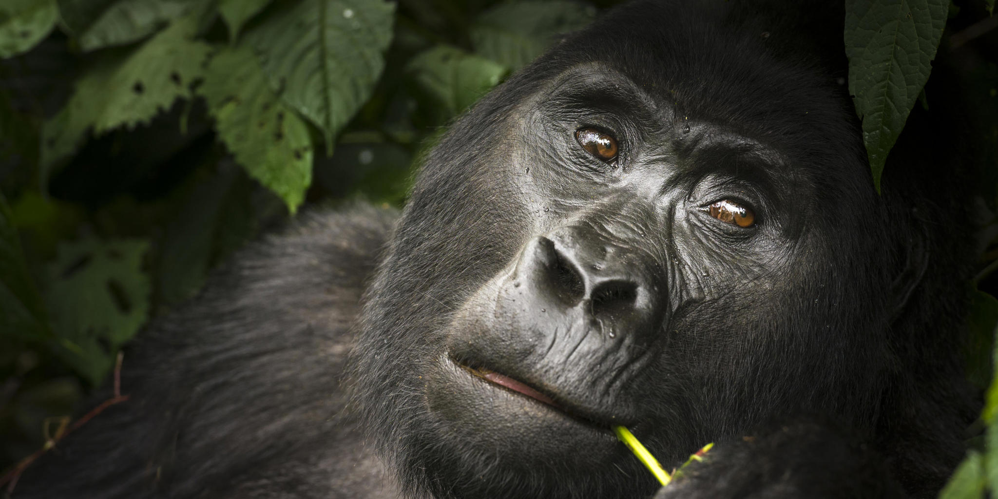 gorilla, buhoma lodge, the complete uganda safari