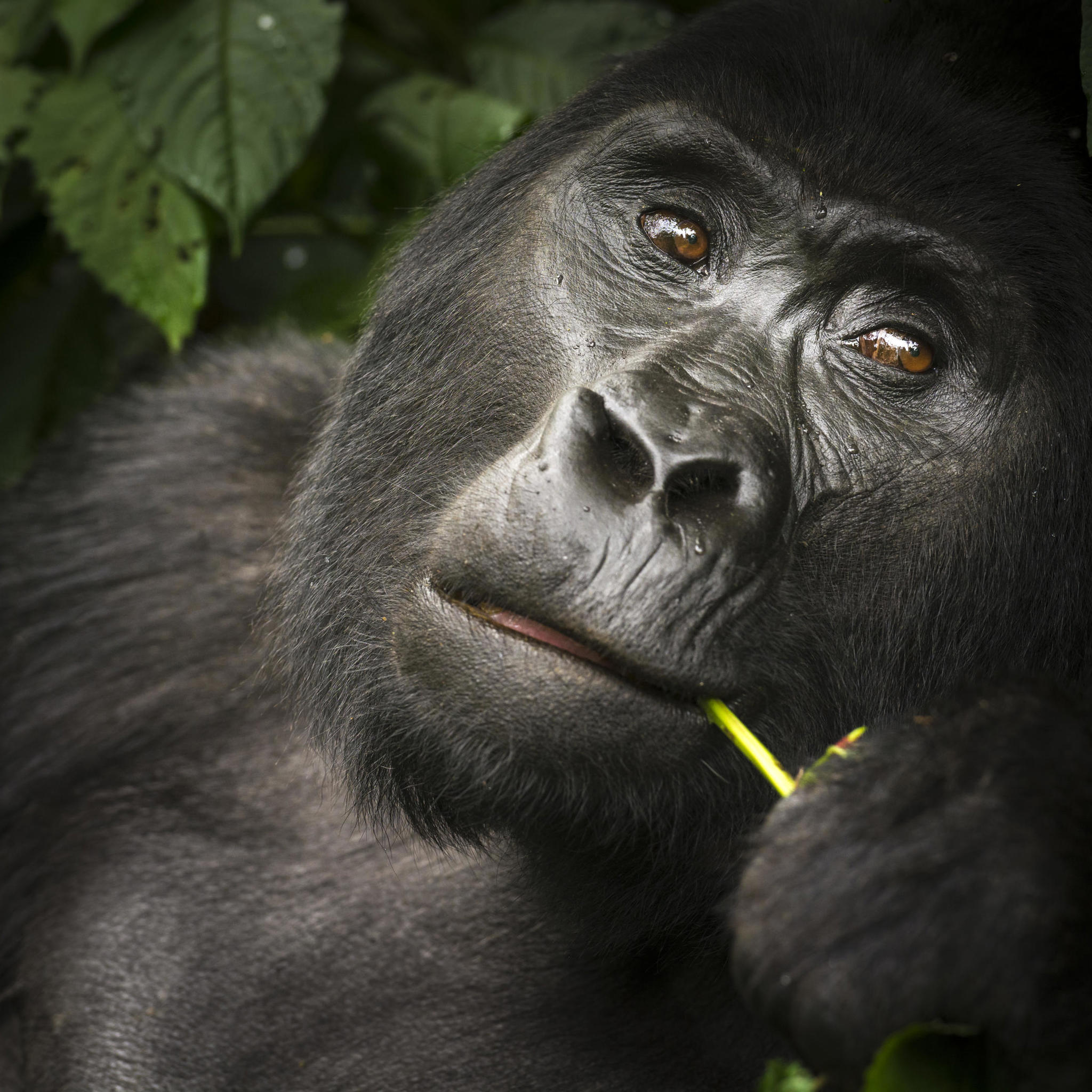 gorilla, buhoma lodge, the complete uganda safari