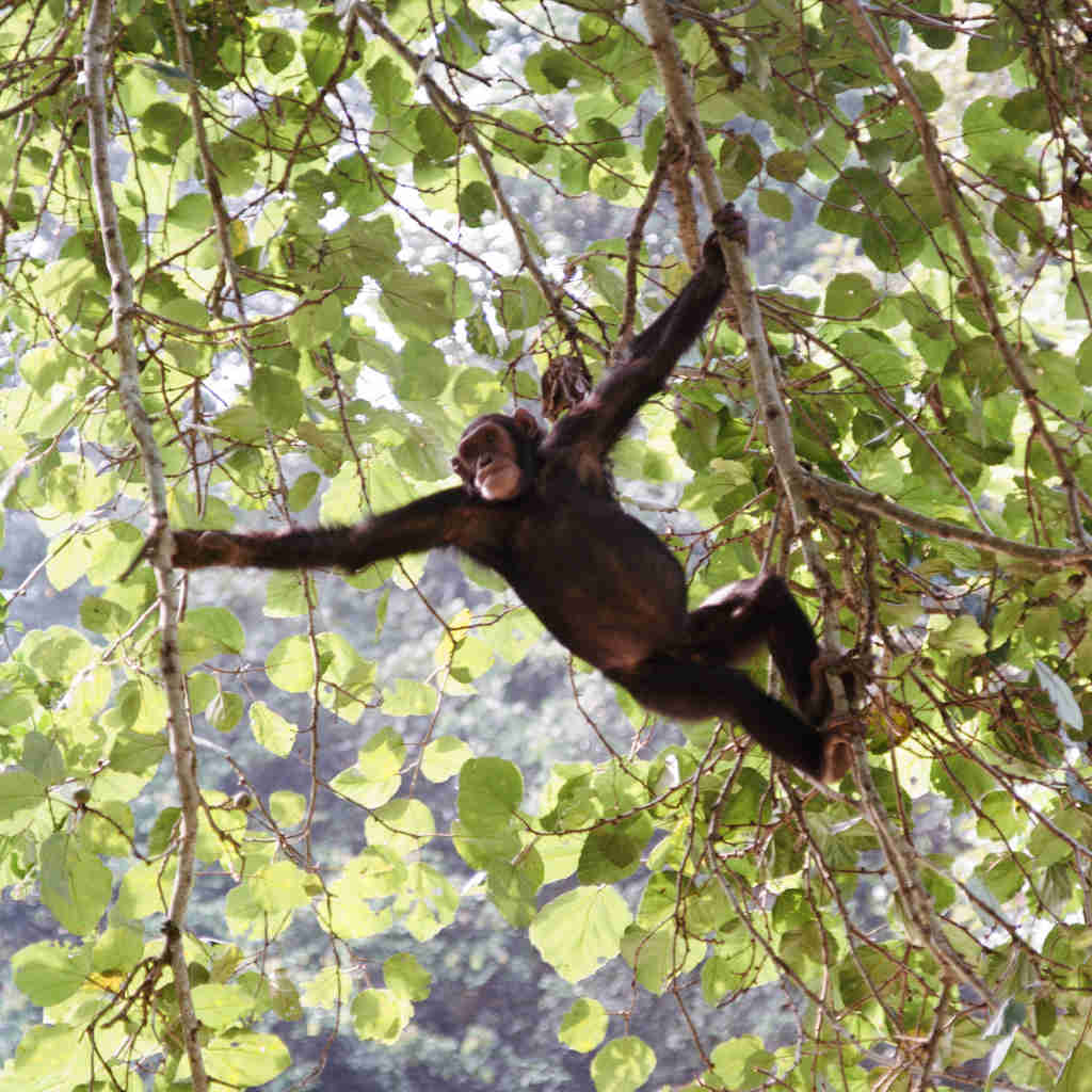 Kyambura Gorge Lodge, queen elizabeth national park, ugandas great apes