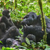 The Nkuringo Gorilla Family, ugandas great apes