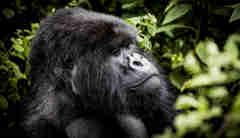 gorilla, wilderness bisate, rwandas luxurious big five safari
