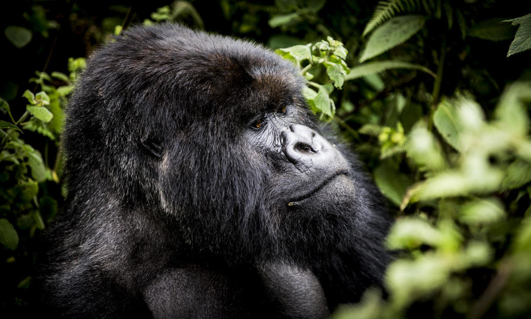gorilla, wilderness bisate, rwandas luxurious big five safari