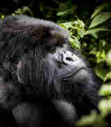 gorilla, wilderness bisate, rwandas luxurious big five safari
