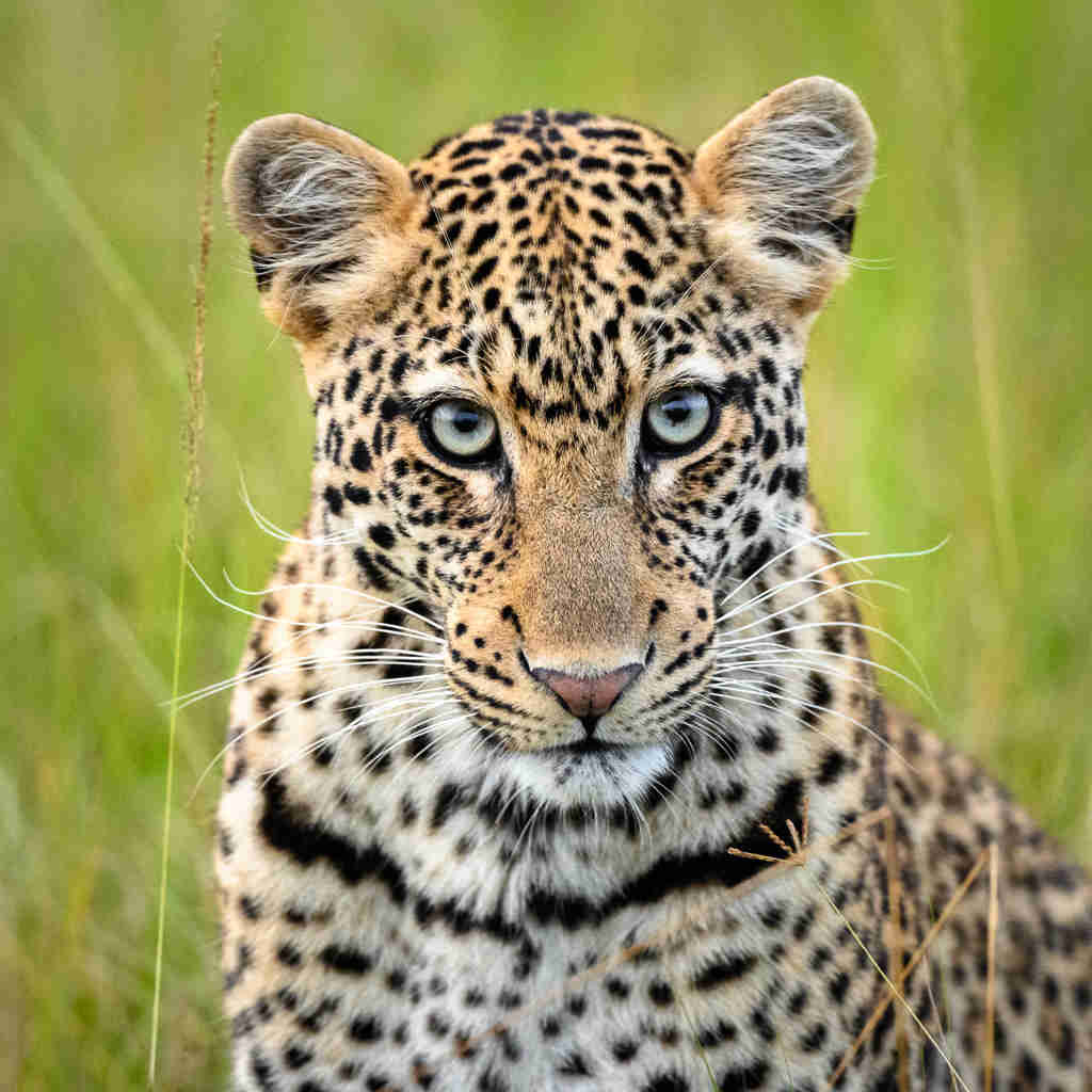 leopard, magashi, rwandas luxurious big five safari