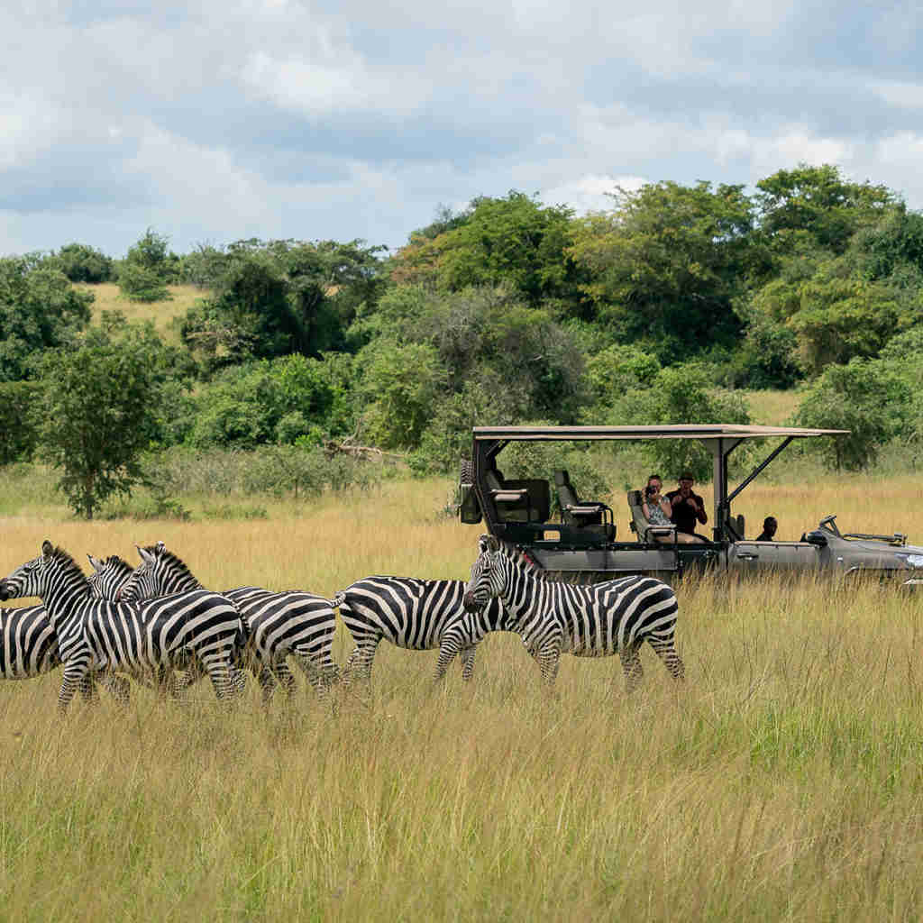 game drive, magashi, rwandas luxurious big five safari