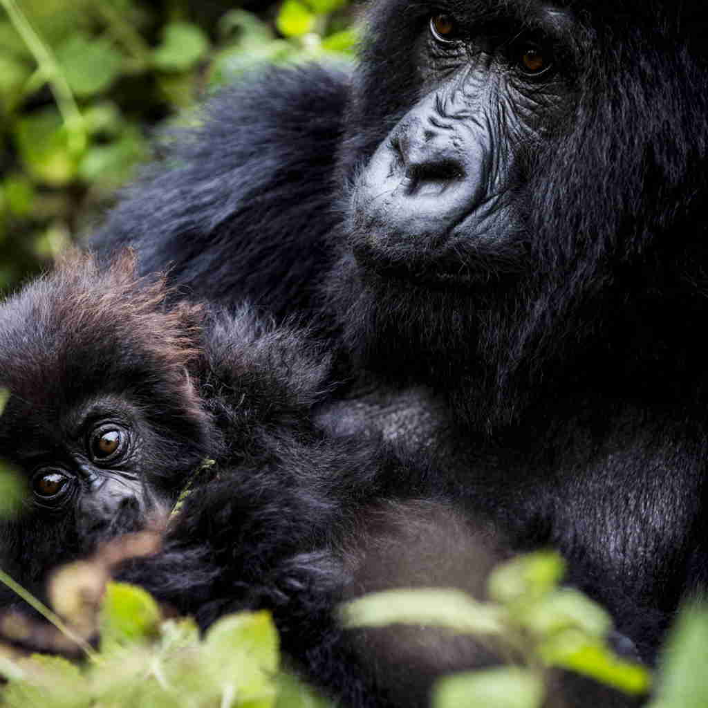 baby gorilla, bisate, rwandas luxurious big five safari