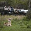 game drive, Phinda Mountain Lodge, south africa