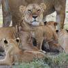 lion pride in the ngorongoro crater, luxury tanzania safari and beach