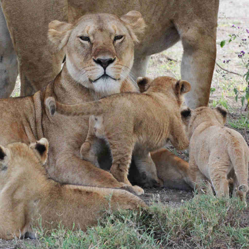 lion pride in the ngorongoro crater, luxury tanzania safari and beach