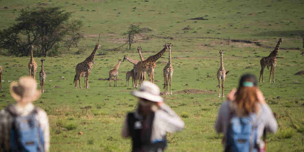 giraffe, wayo walking camp, the serengeti, tanzania