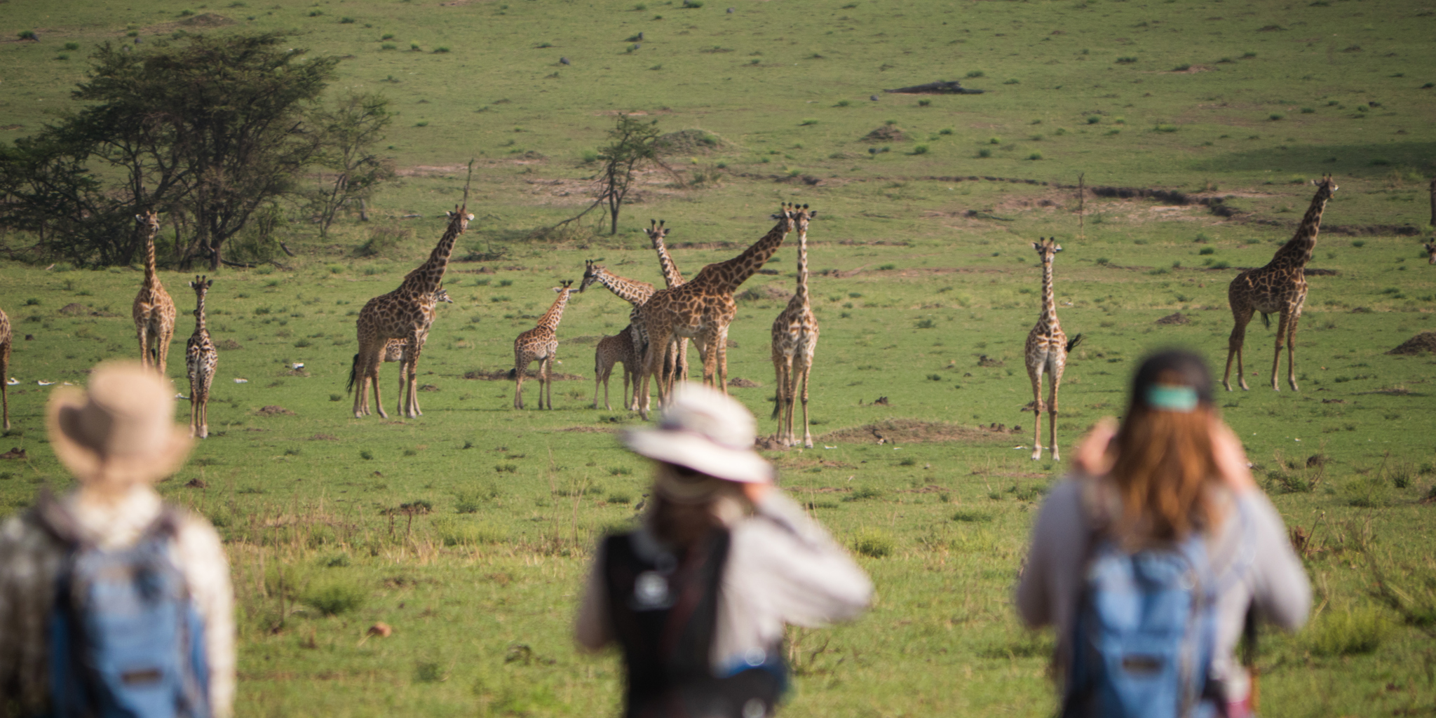 giraffe, wayo walking camp, the serengeti, tanzania