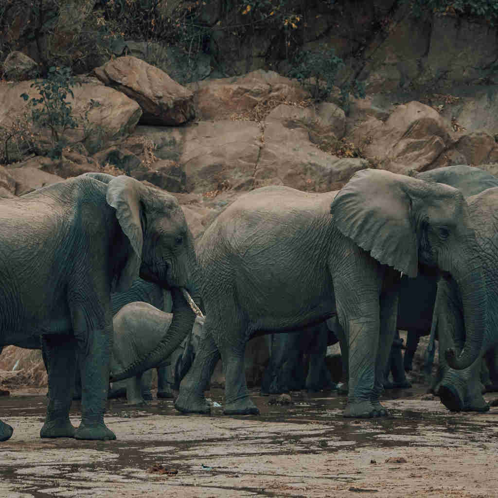 elephant herd, wayo manyara green camp, tanzania