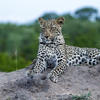 leopards,  inyati lodge, sabi sands reserves, south africa