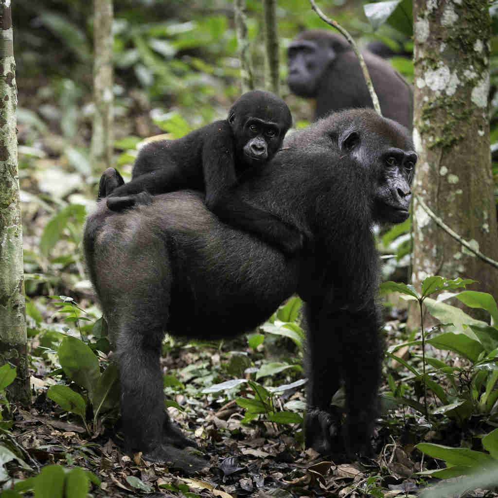 baby gorilla, tracking the lowland gorillas, republic of the congo