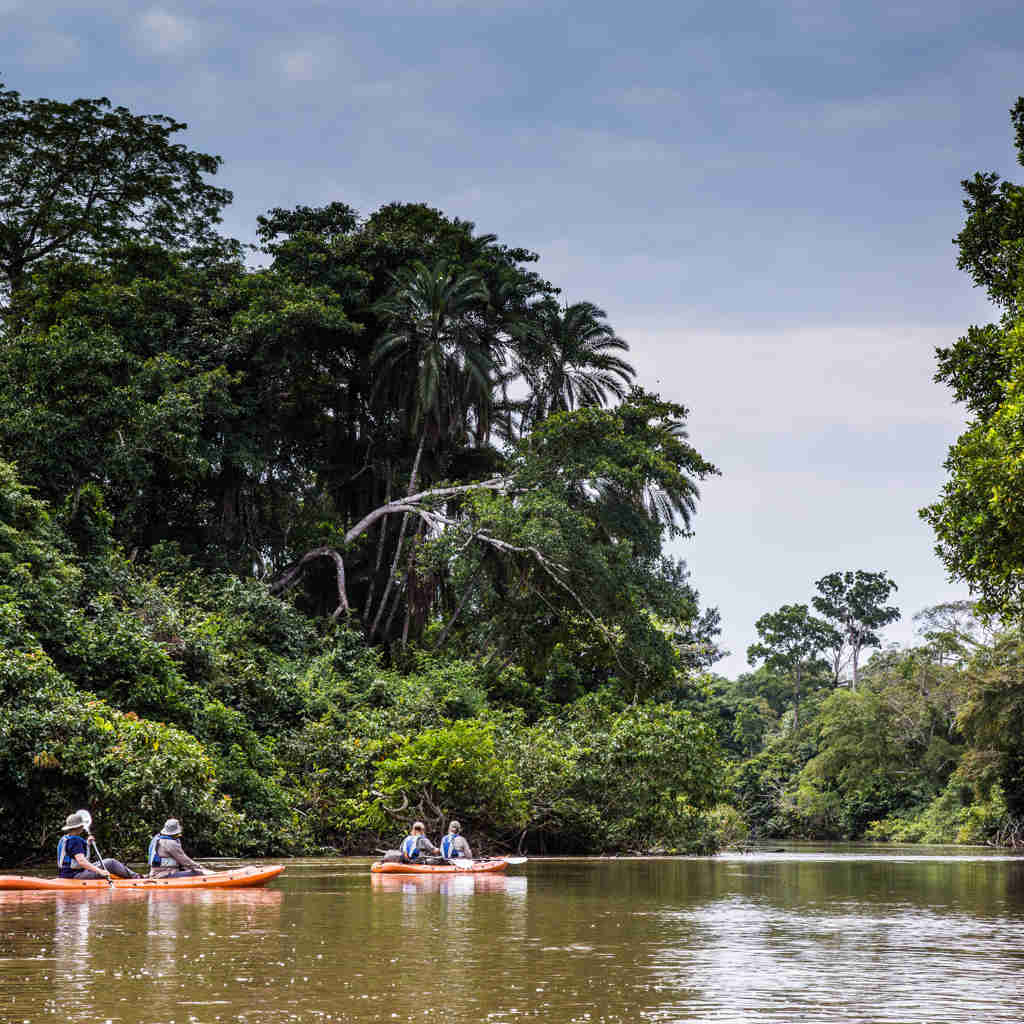 canoeing, tracking the lowland gorillas, republic of the congo trip