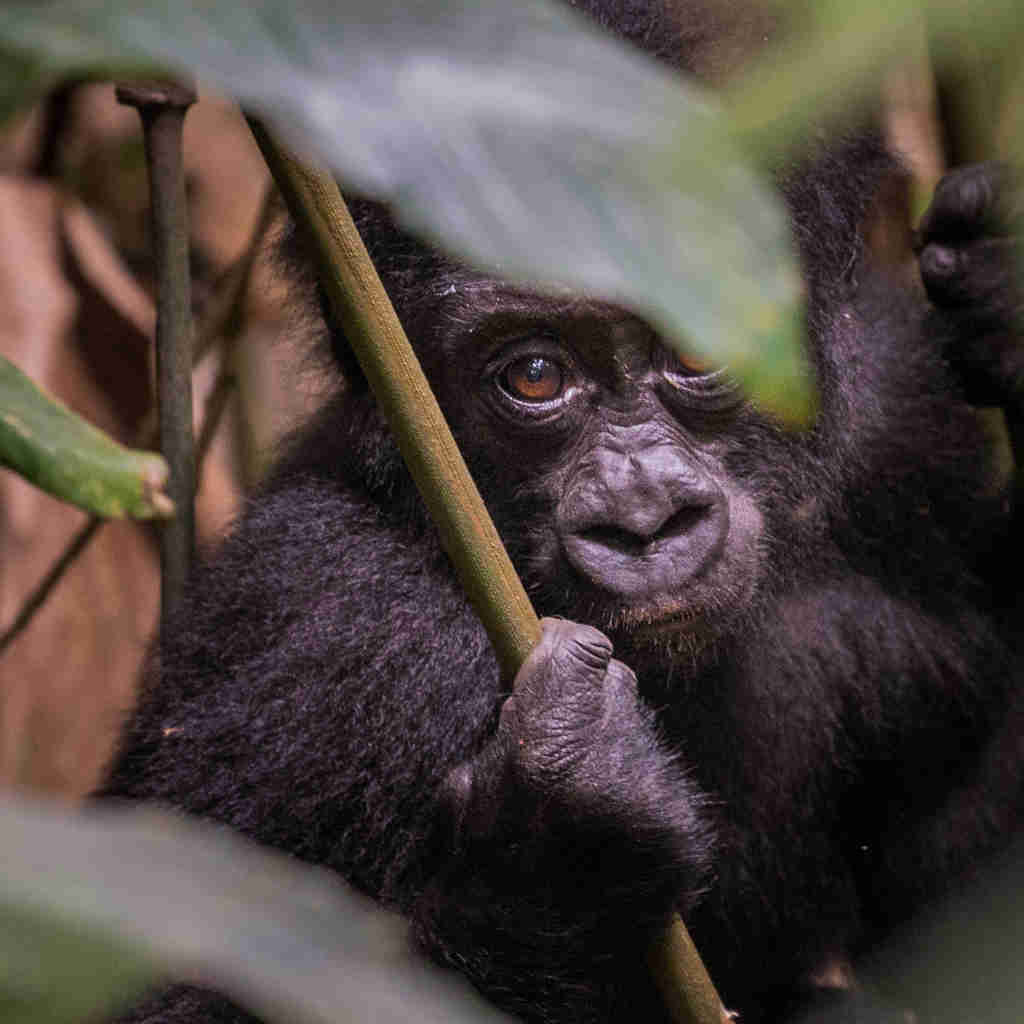 gorilla, tracking the lowland gorillas, republic of the congo