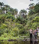 walking, tracking the lowland gorillas, republic of the congo trip