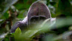 gorilla close up, the complete odzala experience, congo trips