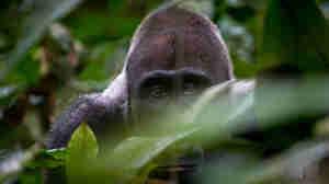 gorilla close up, the complete odzala experience, congo trips