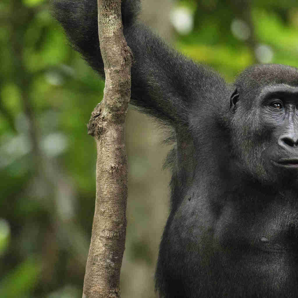 gorilla, the complete odzala experience, congo trips