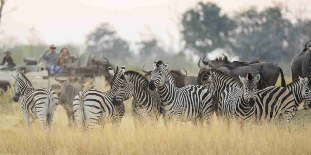wildlife, shinde footsteps, okavango delta, botswana