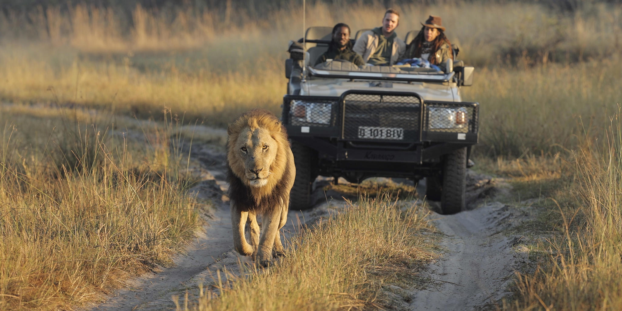 game drive, shinde footsteps, okavango delta, botswana