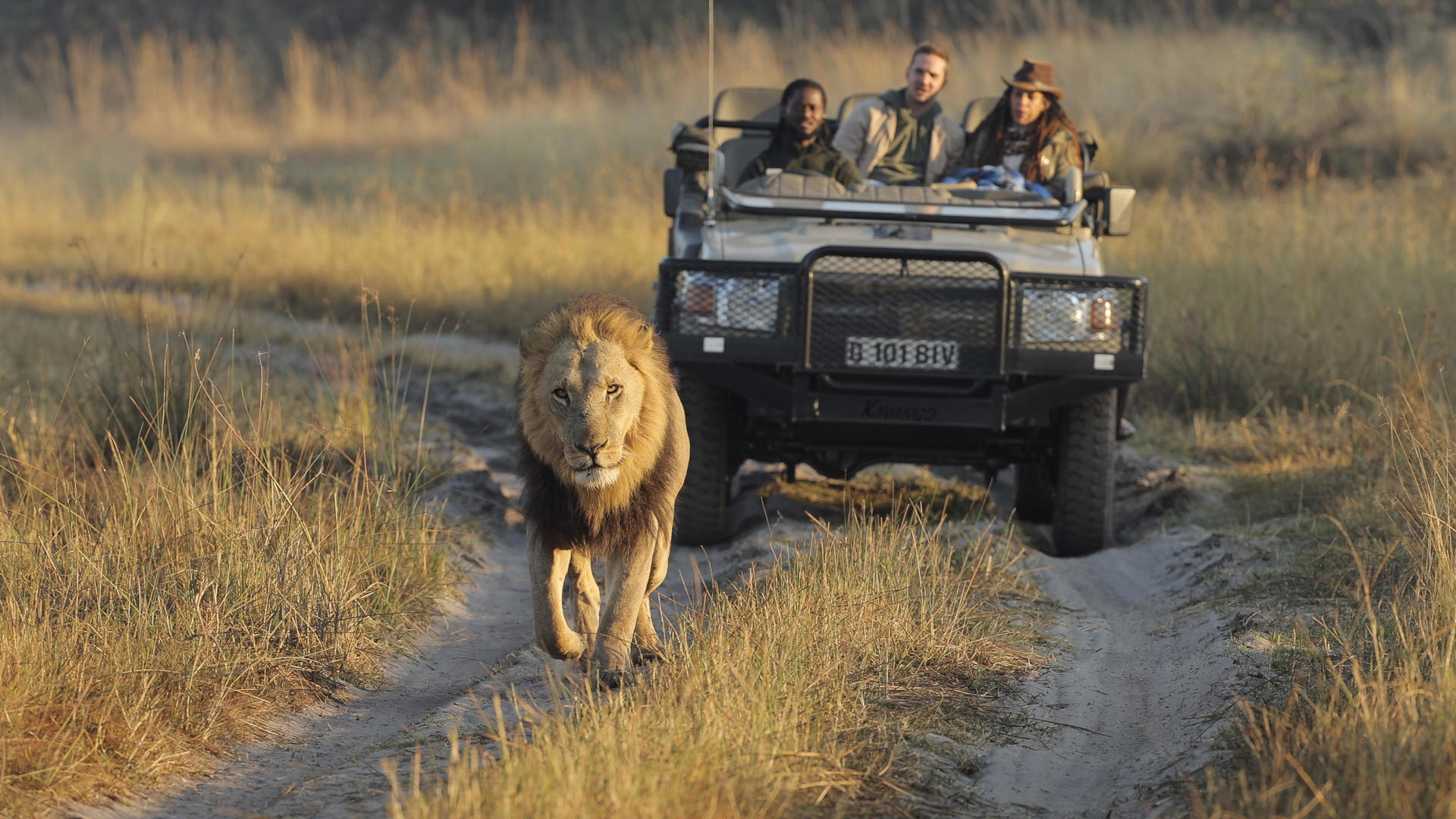 game drive, shinde footsteps, okavango delta, botswana