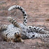 leopard, walkers plains camp, timbavati reserve, south africa