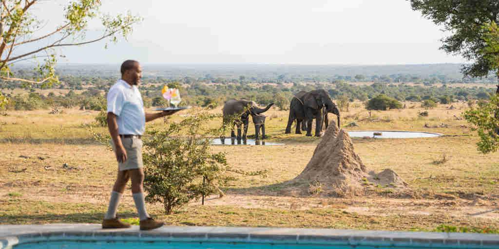 pool and elephant, walkers plains camp, timbavati reserve, south africa