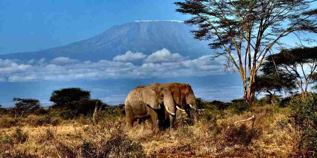 wildlife, campi ya kanzi, chyulu hills, kenya