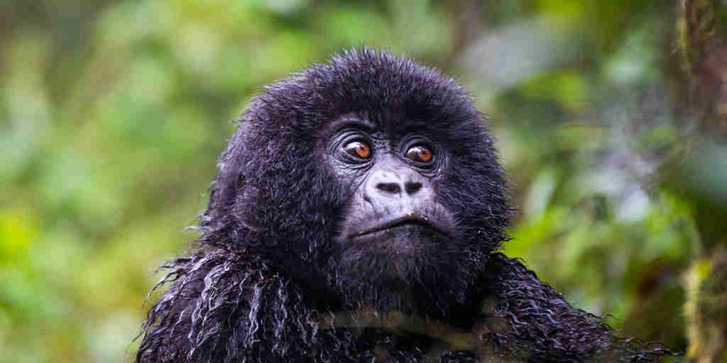 baby gorilla, Wilderness Sabyinyo, volcanoes national park, rwanda
