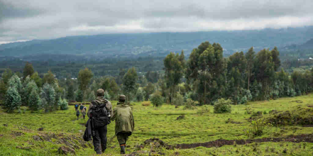 walk, Wilderness Sabyinyo, volcanoes national park, rwanda