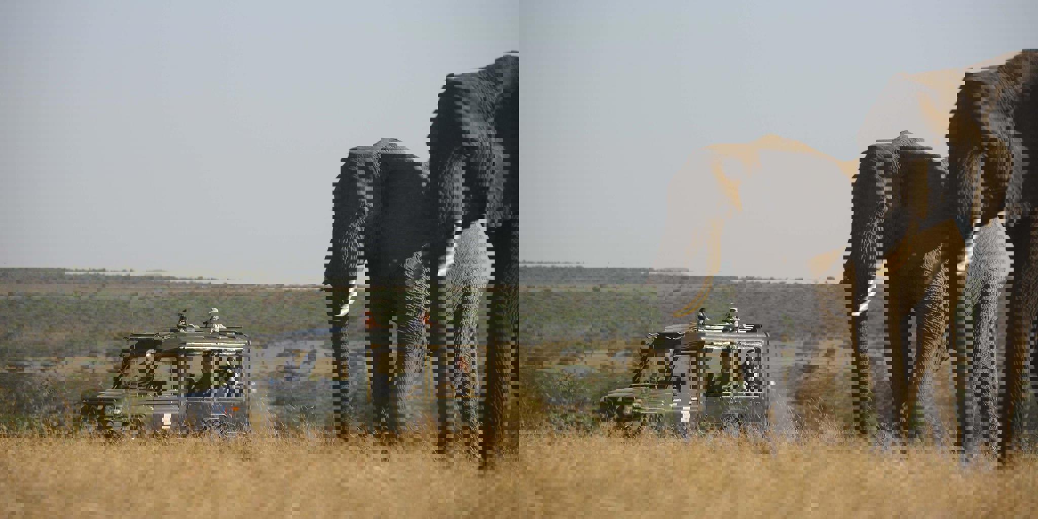 Game Drive, Kicheche Valley, Greater Mara Conservancies, Kenya