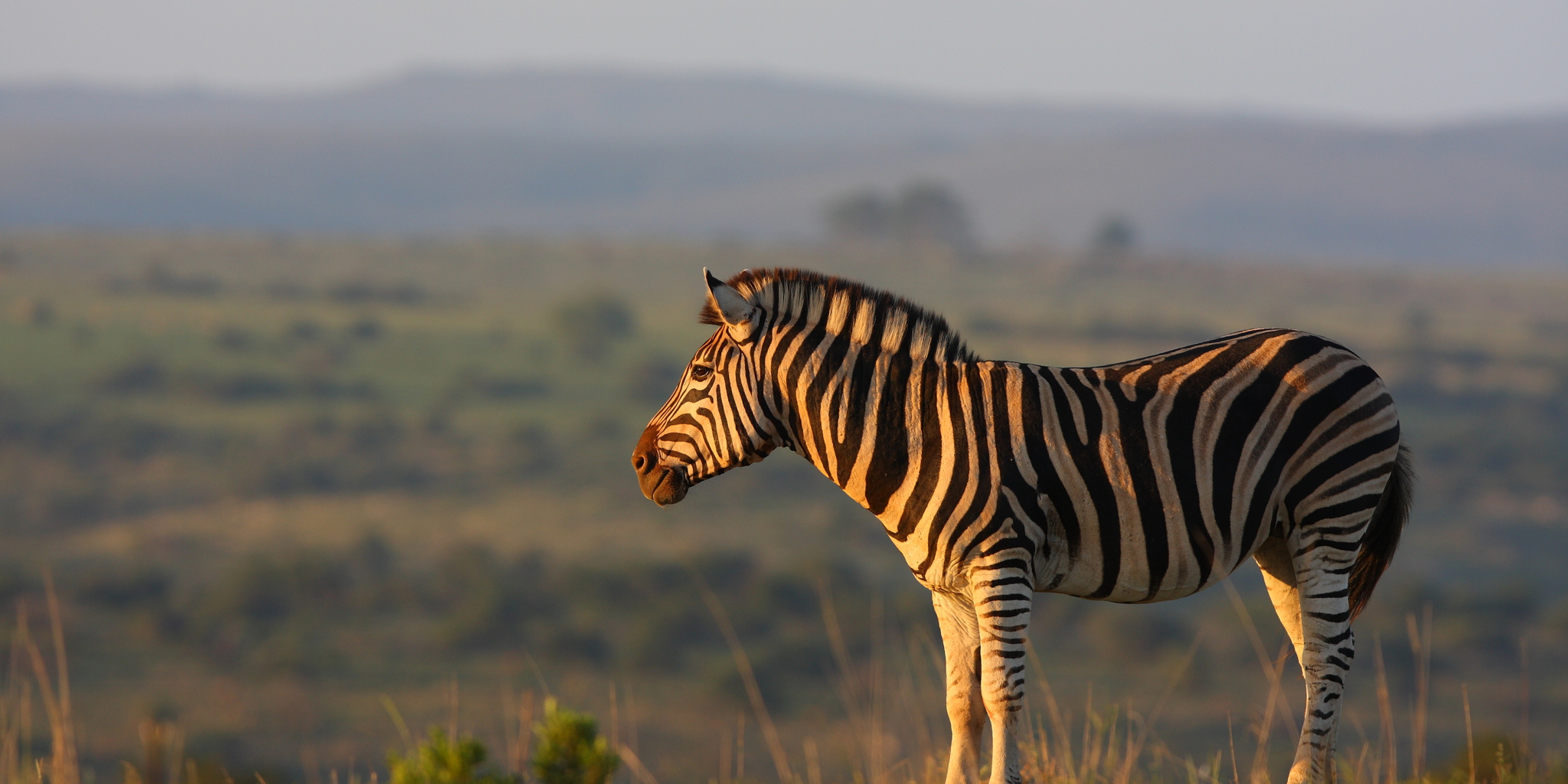 Zebra, Shamwari Explorer Camp, Shamwari, South Africa