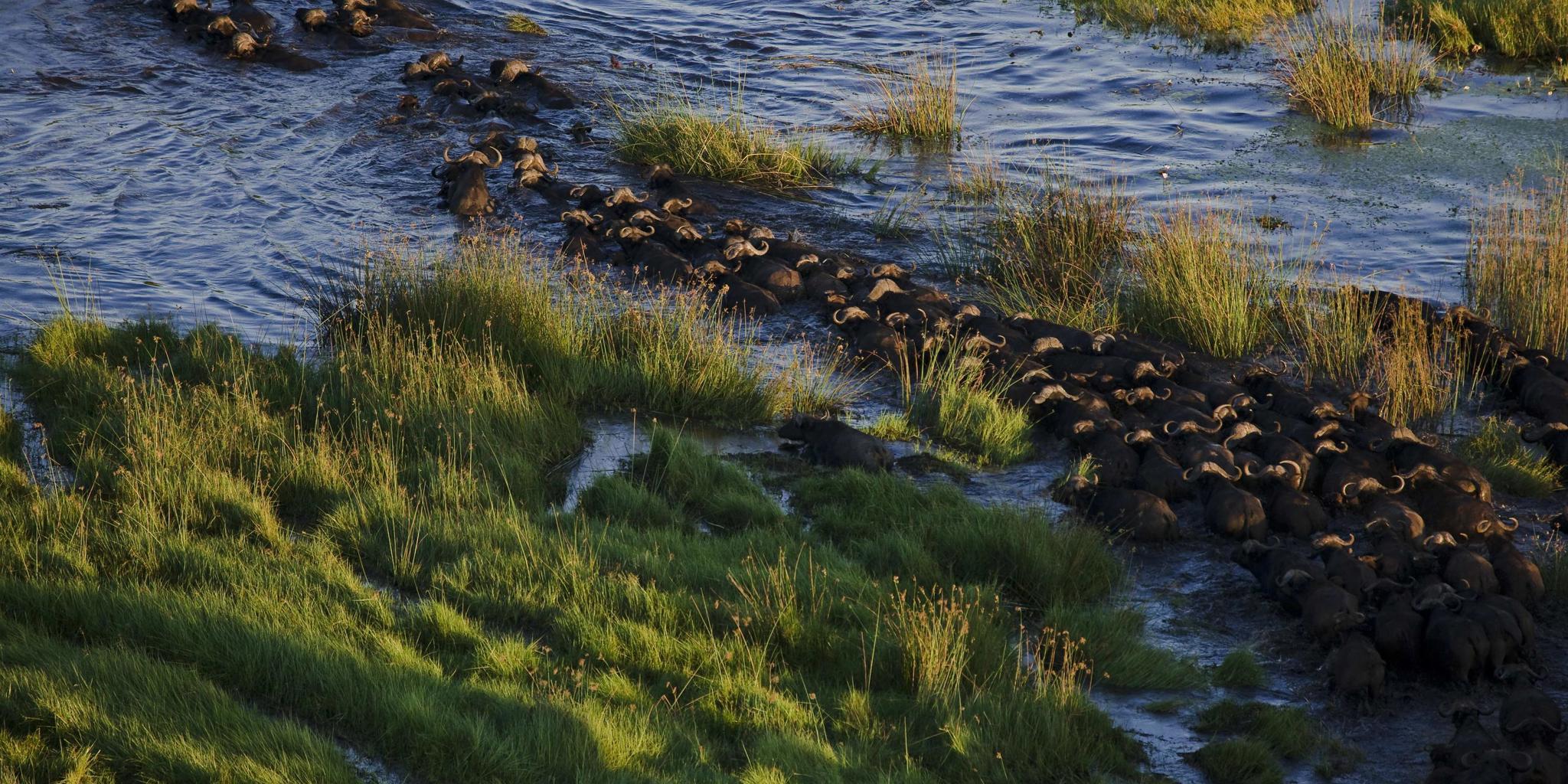 Buffalo, Sitatunga Private Island Camp, Okavango Delta, Botswana